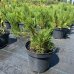 Borovica horská (Pinus mugo) ´PUMILIO´ – výška 20+ cm, kont. C2L